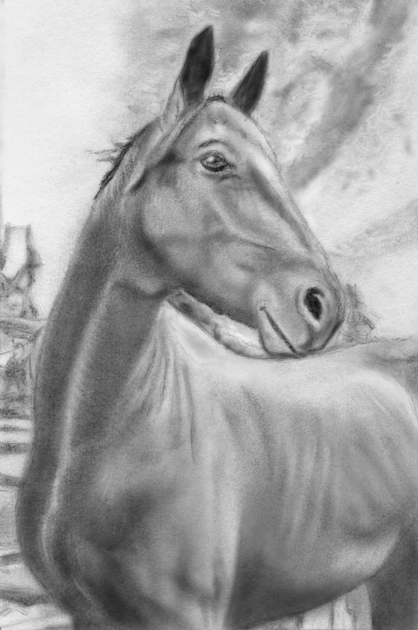Paint Horse Drawing at PaintingValley.com | Explore collection of Paint ...