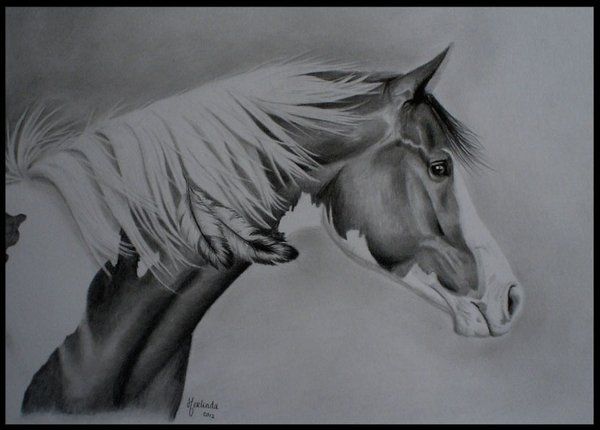 600x430 paint horse pencil drawings indian horse - Paint Horse Drawing