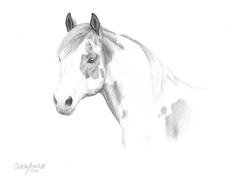 Paint Horse Drawing at PaintingValley.com | Explore collection of Paint ...