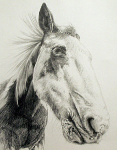 233x300 American Paint Horse Drawing - Paint Horse Drawing
