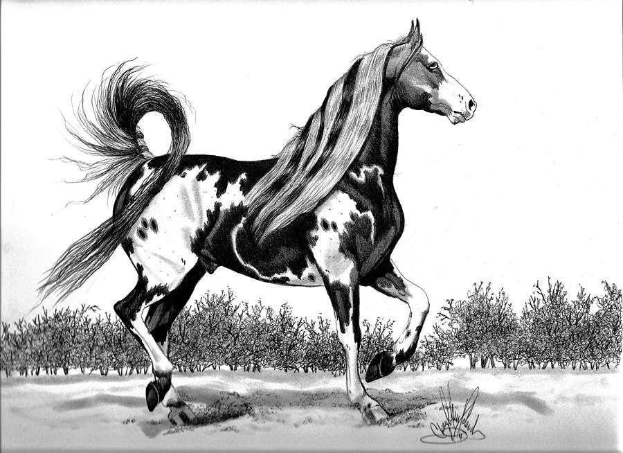 900x654 American Paint Horse Drawings Fine Art America - Paint Horse Drawing