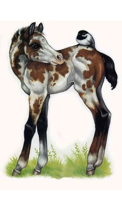 407x662 bay paint horse foal clip art robin james drawing - Paint Horse Drawing