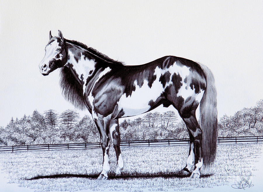 900x659 Black And White Overo Paint Horse Drawing - Paint Horse Drawing