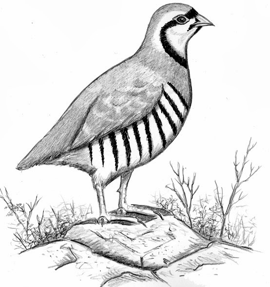 554x589 kindergarten worksheet guide pictures clip art line drawing - Pakistan Drawing