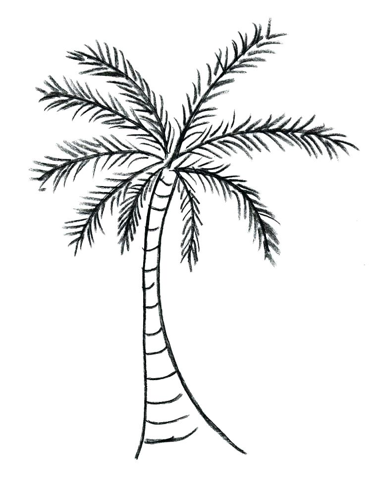 749x984 leaves free printable palm leaf template palm branch template - Palm Branch Drawing