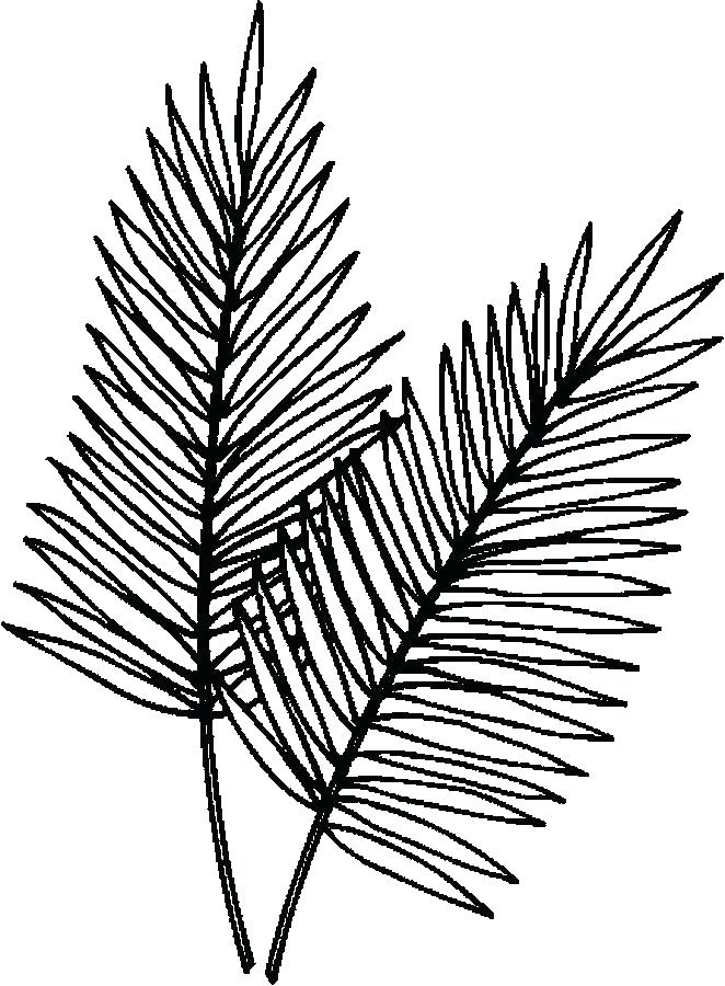 662x900 palm branch coloring - Palm Branch Drawing