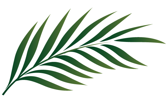 575x356 palm branch image free cliparts that you can download to you - Palm Branch Drawing