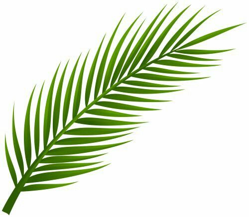 500x436 palm branch matt tattoos palm tree leaves, palm tree - Palm Branch Drawing