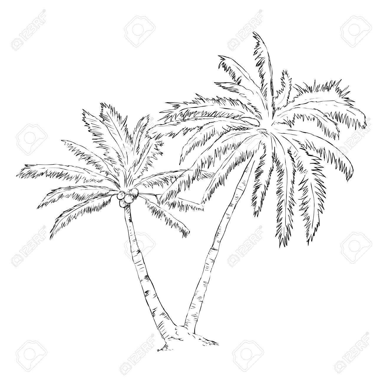 1300x1300 Alphabet Drawing For Kids - Palm Branch Drawing