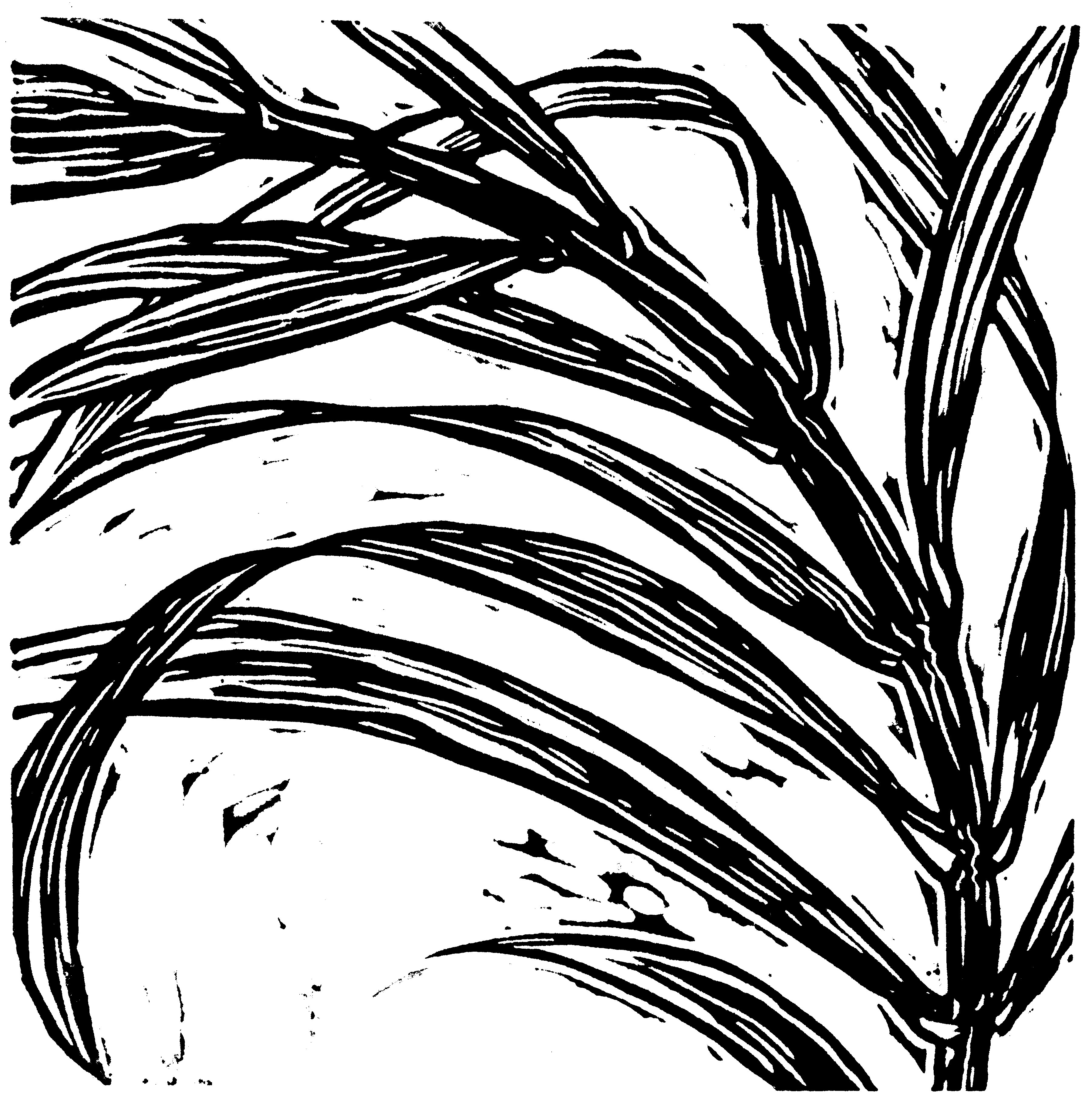 3600x3637 palm branch - Palm Branch Drawing