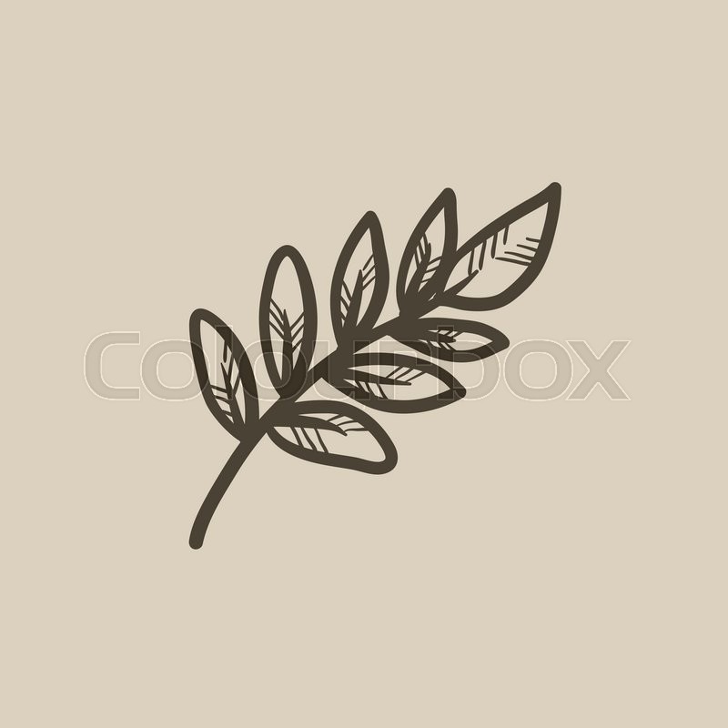 800x800 palm branch vector sketch icon stock vector colourbox - Palm Branch Drawing