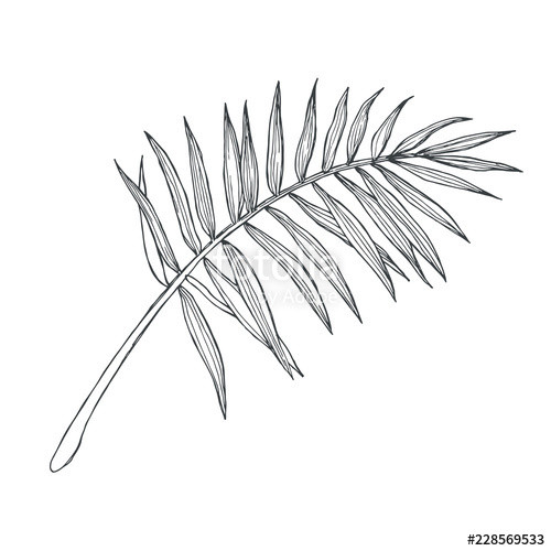 500x500 Vector Vintage Palm Leaf In Engraving Style Hand Drawn Botanical - Palm Branch Drawing