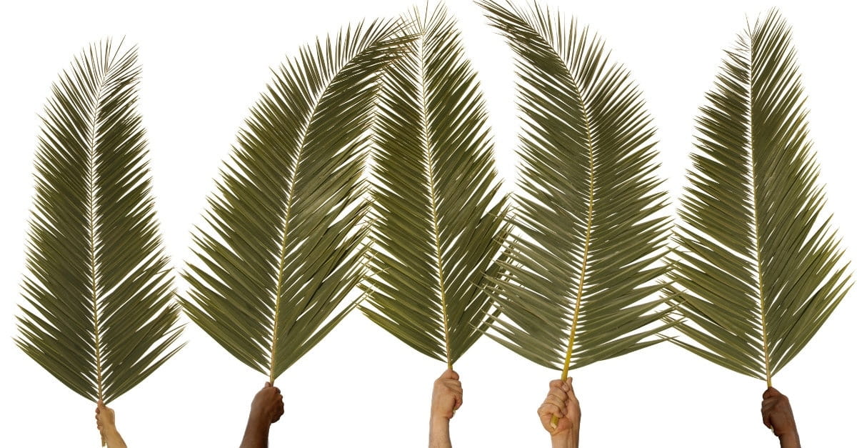 1200x627 What Is Palm Sunday - Palm Branch Drawing