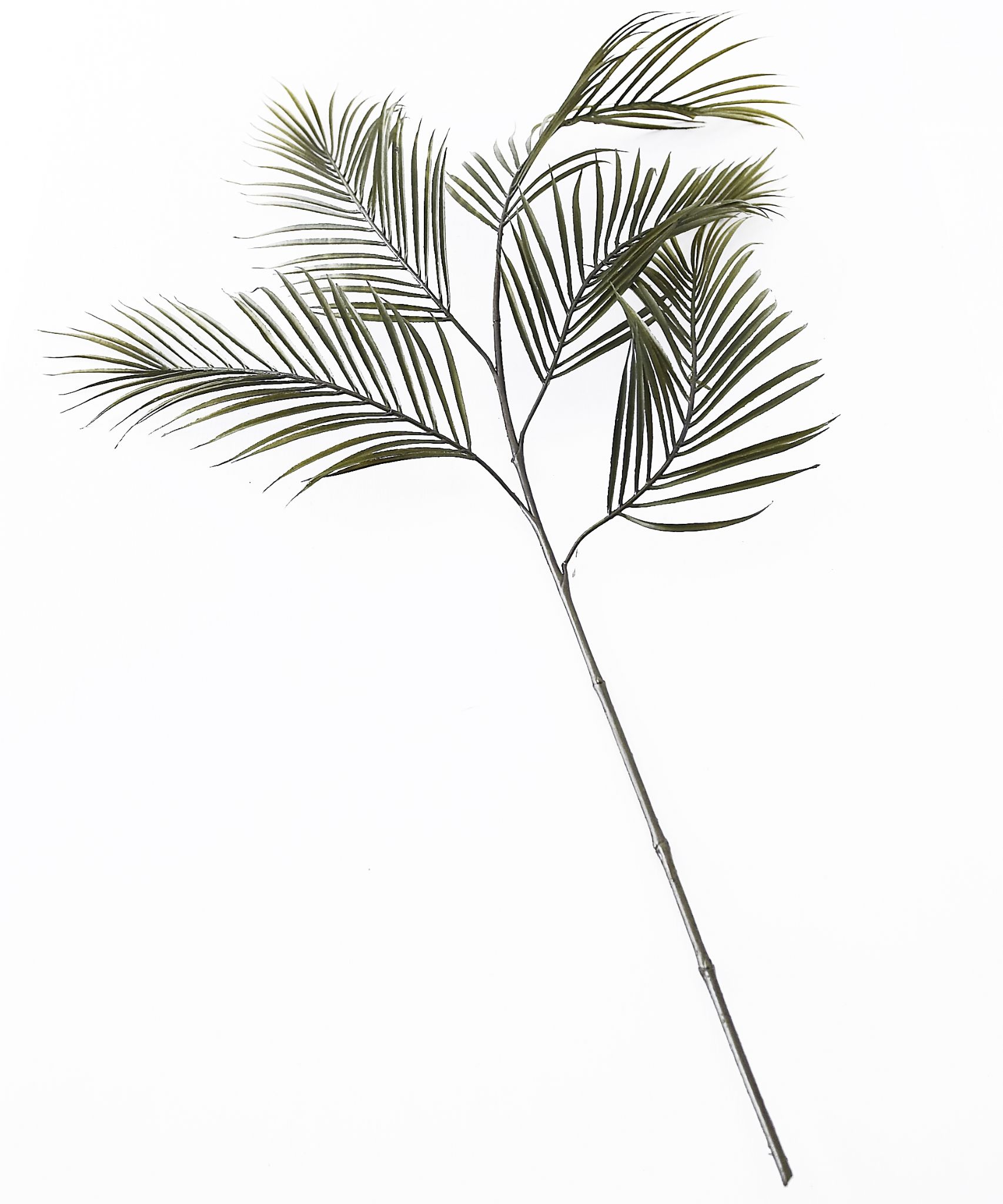 1706x2048 dark green areca palm branch - Palm Branch Drawing