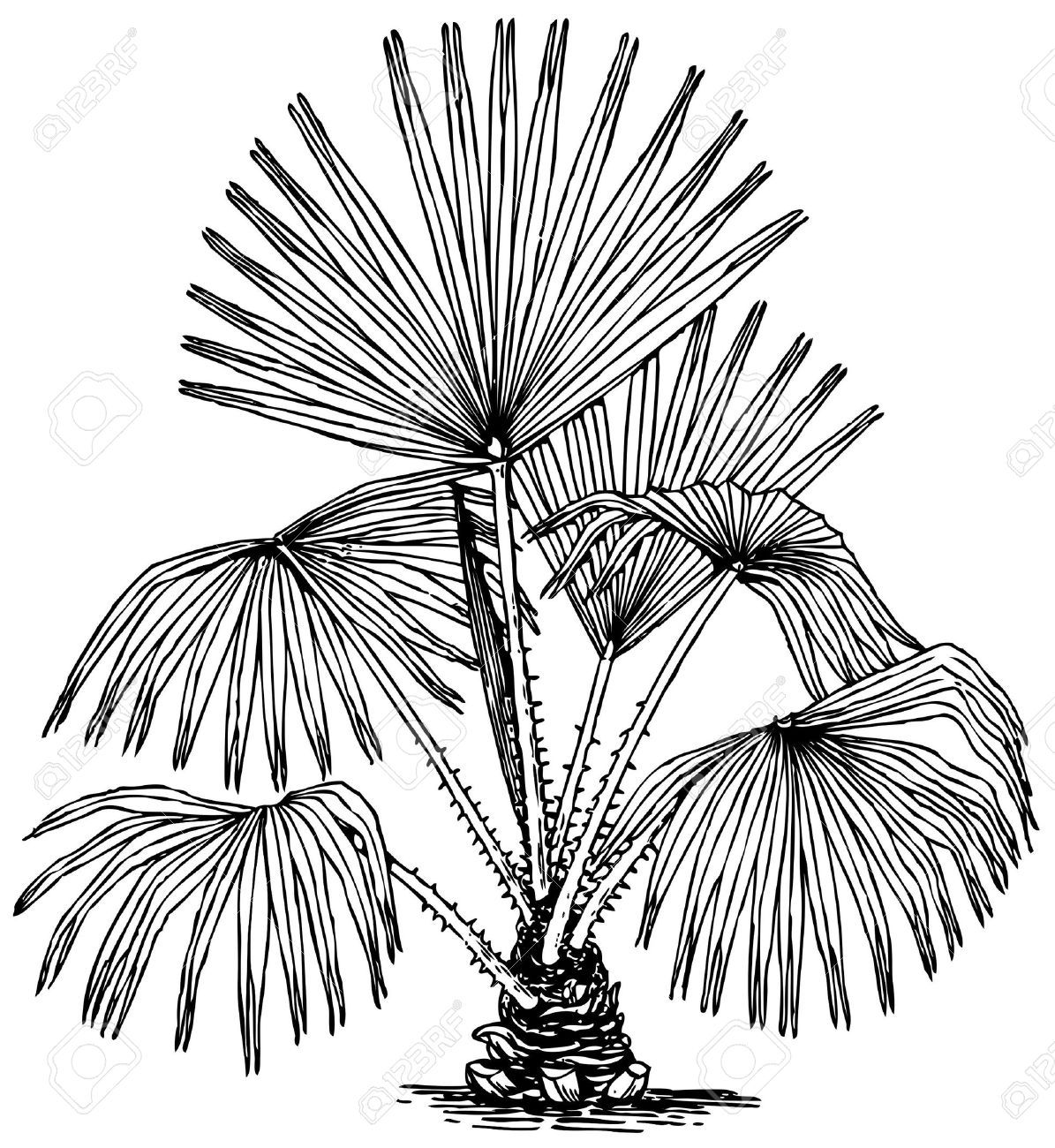 1195x1300 Sabal Palm Drawing - Palm Drawing