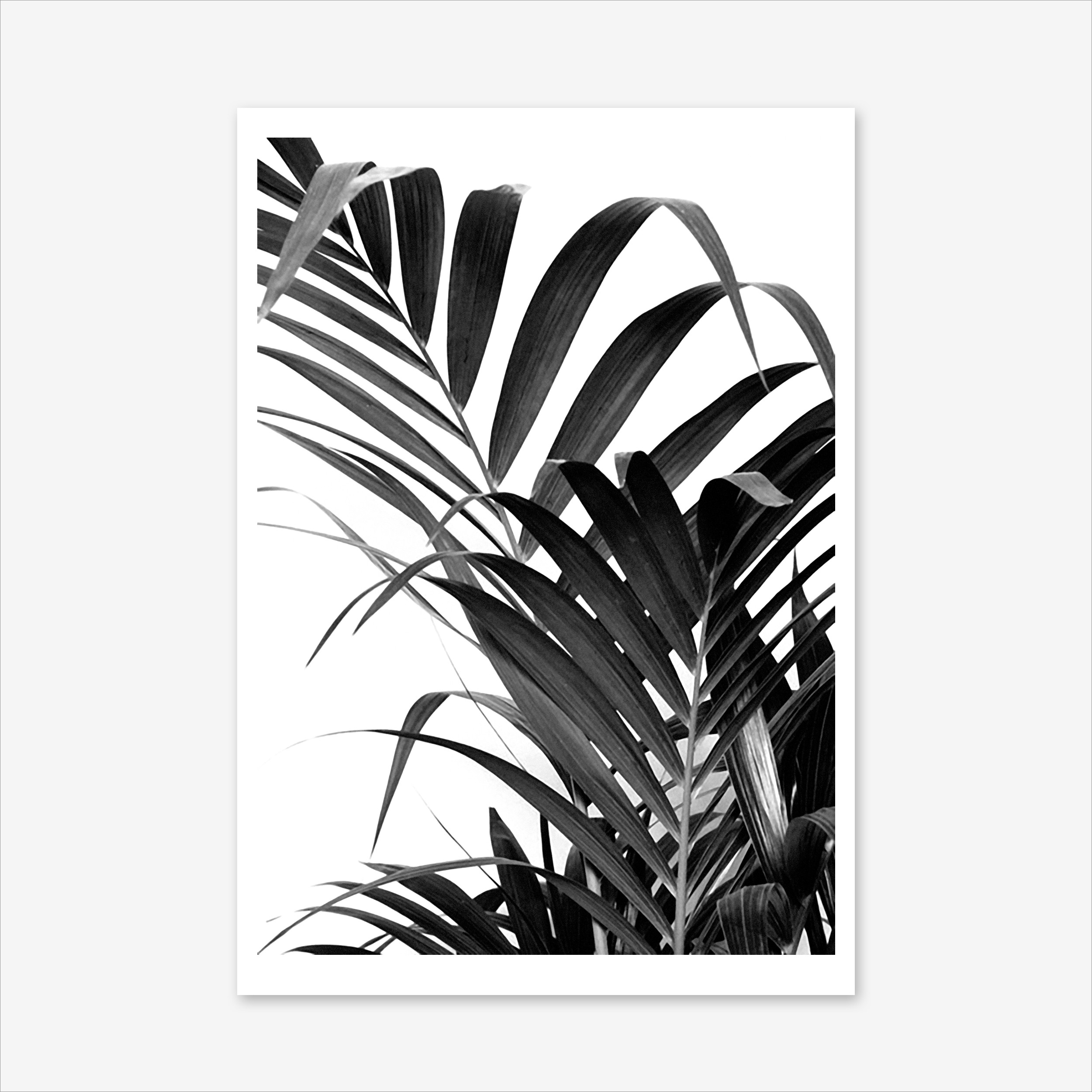 0. Palm Frond Drawing. 