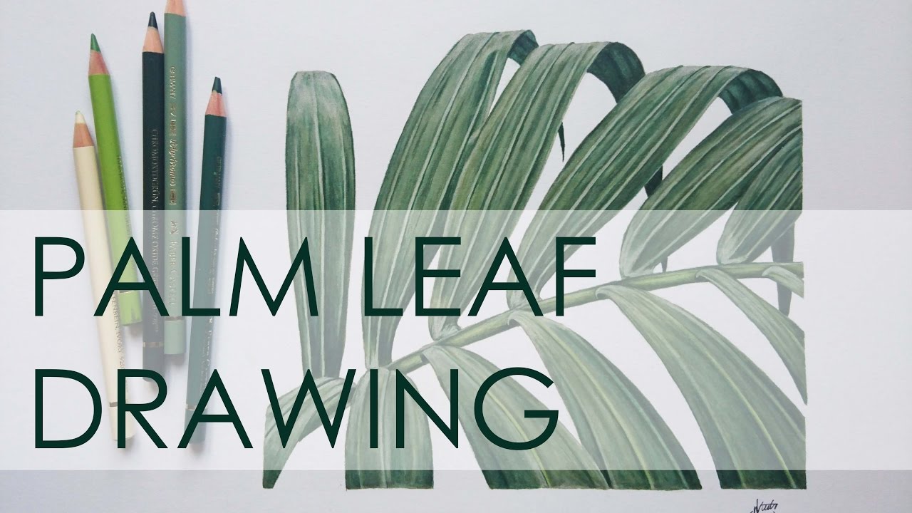 1280x720 drawing a palm leaf time lapse - Palm Frond Drawing