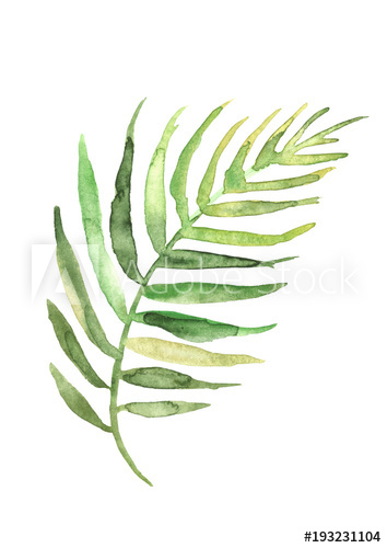 354x500 watercolor drawing of a leaf of a palm tree green tropical palm - Palm Frond Drawing