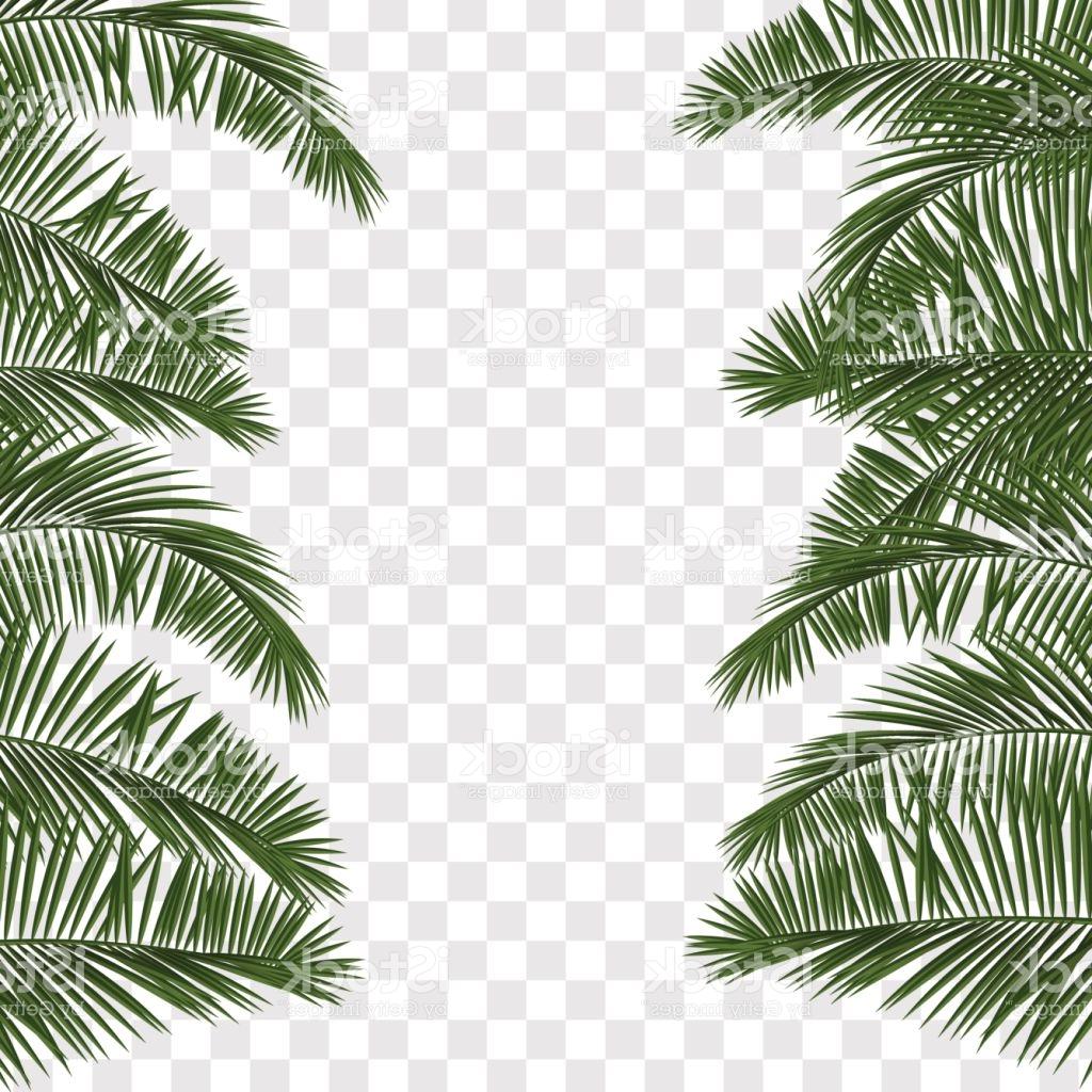 How To Draw A Palm Tree Leaf