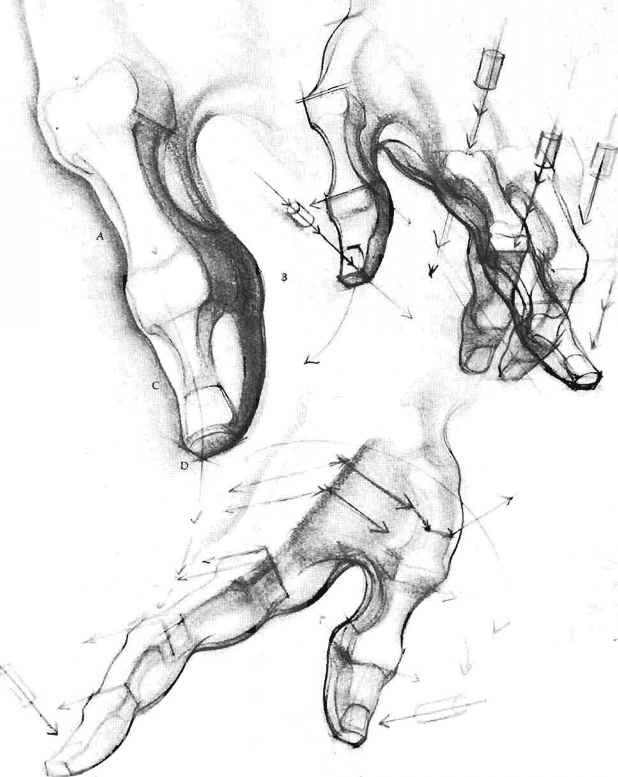 618x777 wedge masses of hand and foot - Palm Hand Drawing