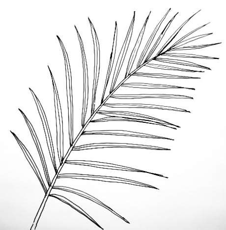 460x468 date palm leaf picture memphis in palm tree drawing - Palm Leaf Drawing