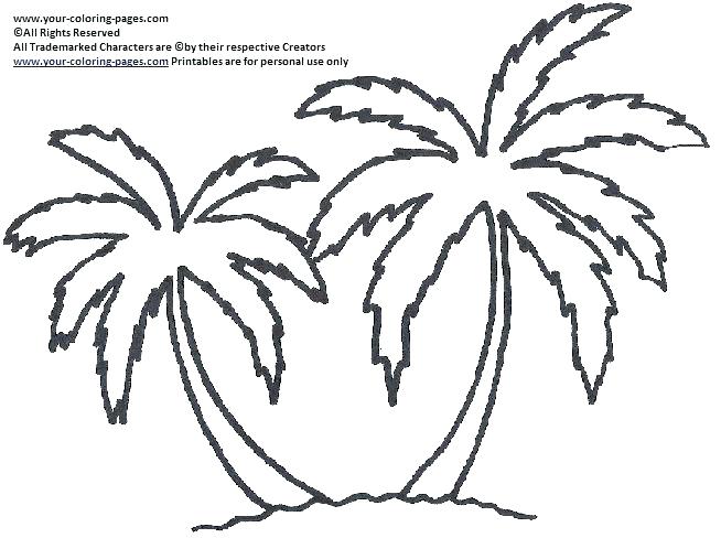 654x488 palm leaf drawing at free for personal use coloring - Palm Leaf Drawing