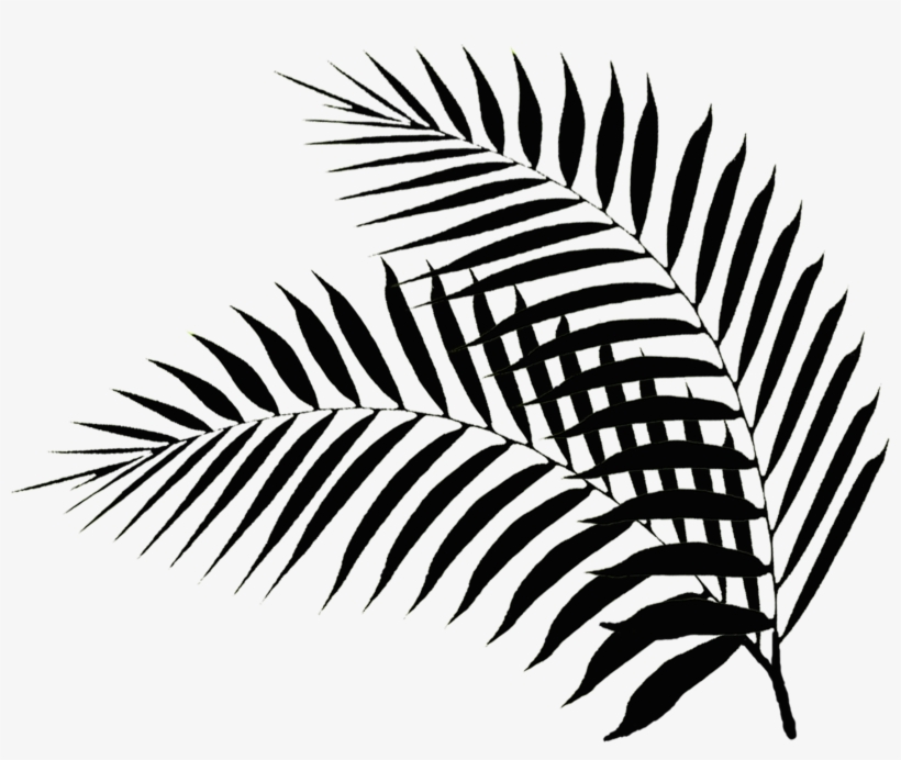 20+ Latest Palm Leaf Drawing Png | Barnes Family