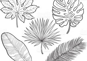 300x210 Palm Leaves Drawing - Palm Leaf Drawing