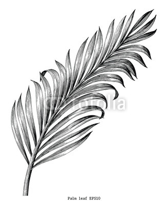 328x400 palm leaf hand draw vintage engraving clip art isolated on white - Palm Leaf Drawing