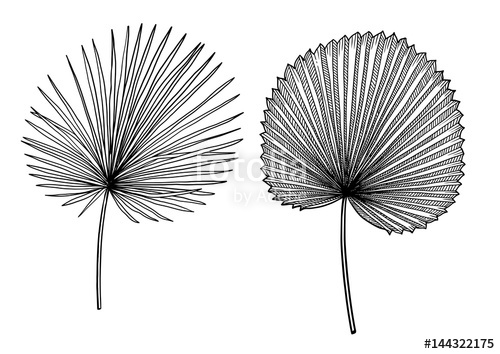 500x354 palm leaf illustration, drawing, engraving, ink, line art, vector - Palm Leaf Drawing