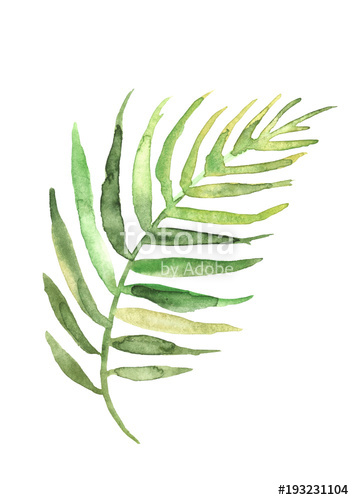 354x500 watercolor drawing of a leaf of a palm tree green tropical palm - Palm Leaf Drawing