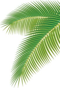 205x300 drawing palm leaves palm leaf drawing - Palm Leaf Drawing