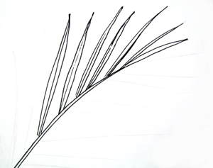 300x237 date palm tree leaf drawing - Palm Leaf Drawing