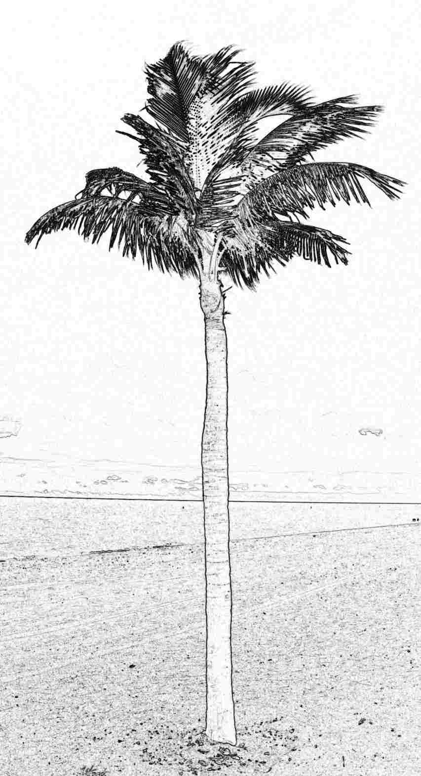 853x1569 Palm Tree Beach Drawing - Palm Tree Beach Drawing