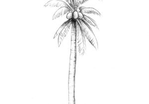 300x210 How To Draw A Cartoon Palm Tree Step - Palm Tree Cartoon Drawing