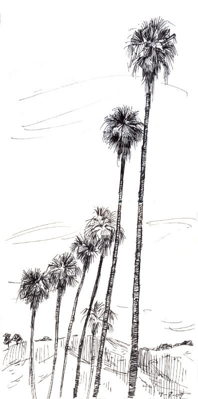 396x799 Group Of California Palm Trees Drawing - Palm Tree Drawing