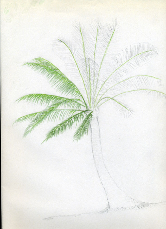 638x878 How To Draw Palm Trees - Palm Tree Drawing