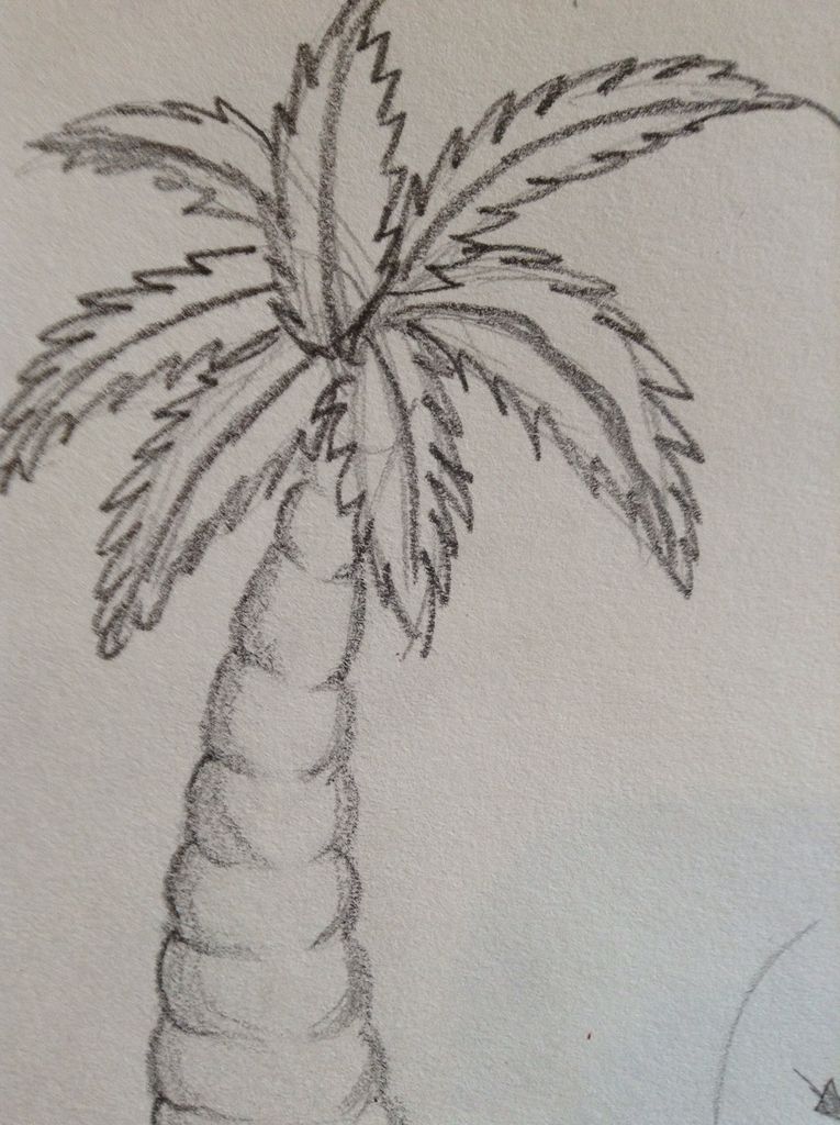 765x1024 How To Draw A Palm Tree Steps - Palm Tree Drawing