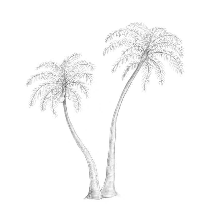 850x885 How To Draw A Palm Tree - Palm Tree Drawing