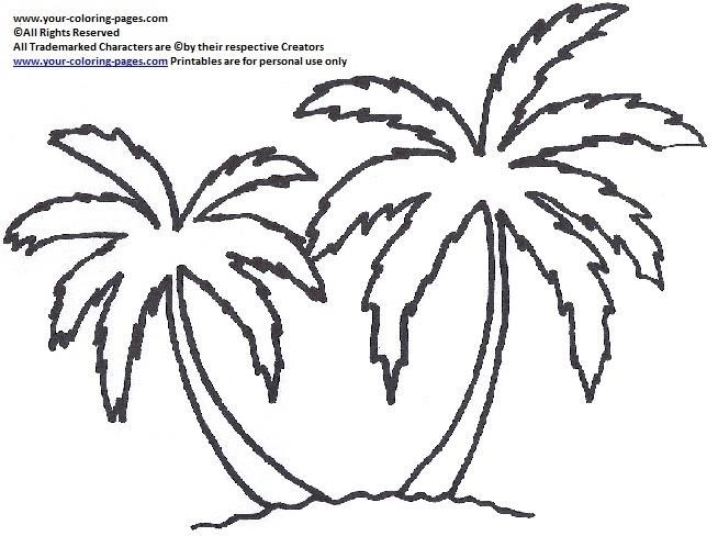 654x488 Palm Tree Drawing Basic - Palm Tree Drawing