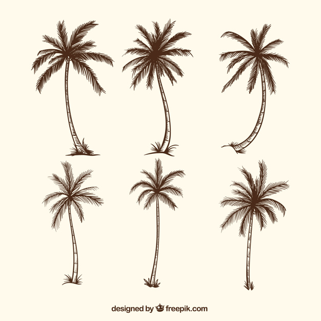 626x626 Sketches Of Palm Trees Vector Free Download - Palm Tree Drawing