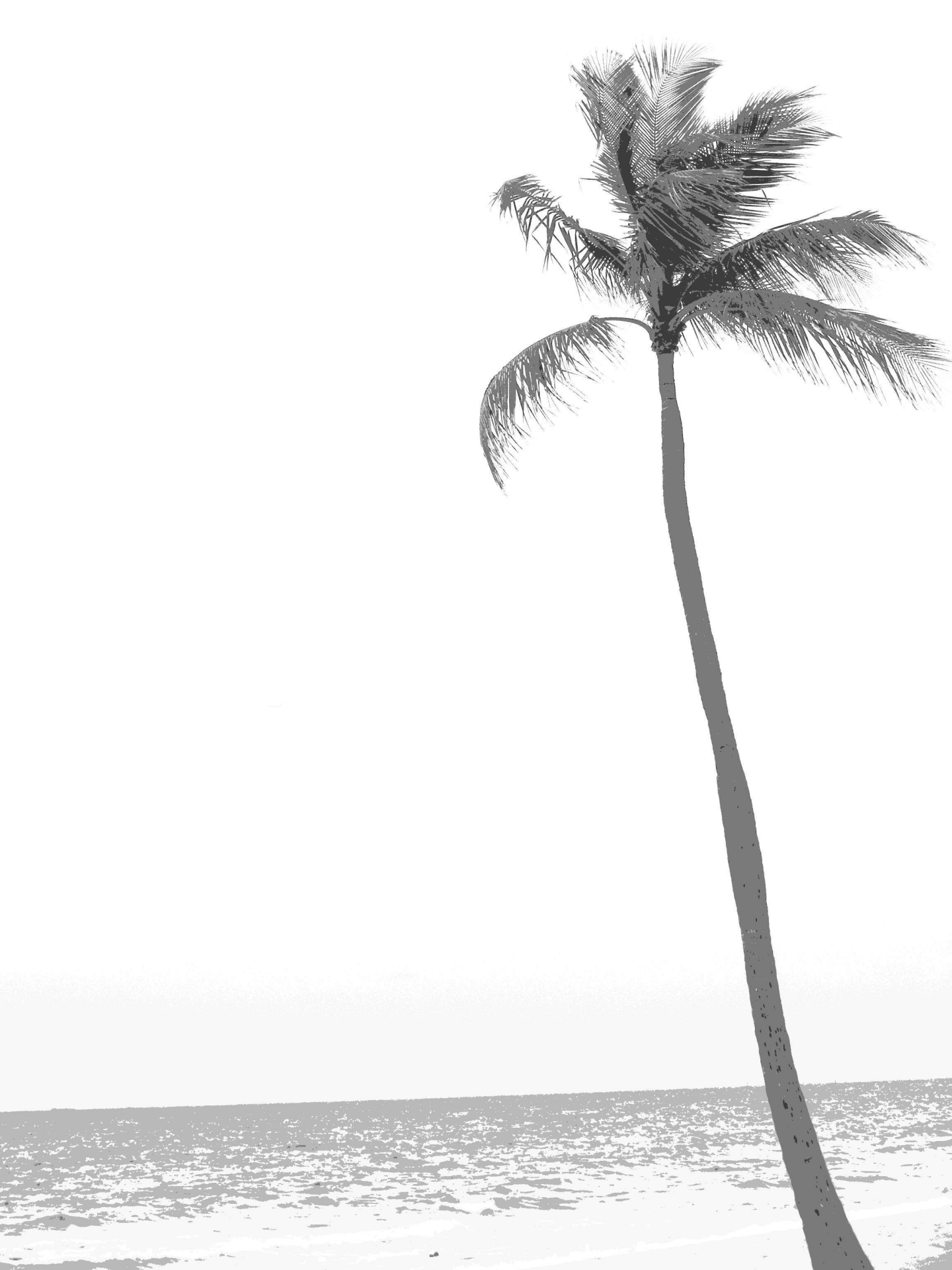 1440x1920 Drawing Of A Palm Tree - Palm Tree Drawing