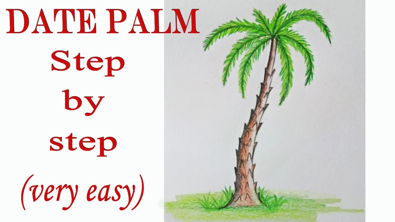 1280x720 How To Draw A Date Palm Step - Palm Tree Drawing Easy