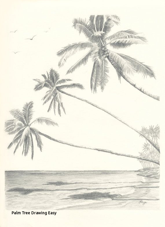 570x785 Palm Tree Drawing Easy Best Pencil Drawings Images - Palm Tree Drawing Easy