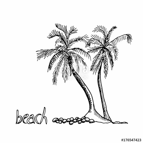 500x500 palm trees hand drawn outline sketch two exotic trees isolated - Palm Tree Drawing Outline