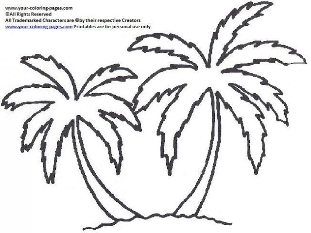 640x480 Drawn Palm Tree Outline - Palm Tree Drawing Outline