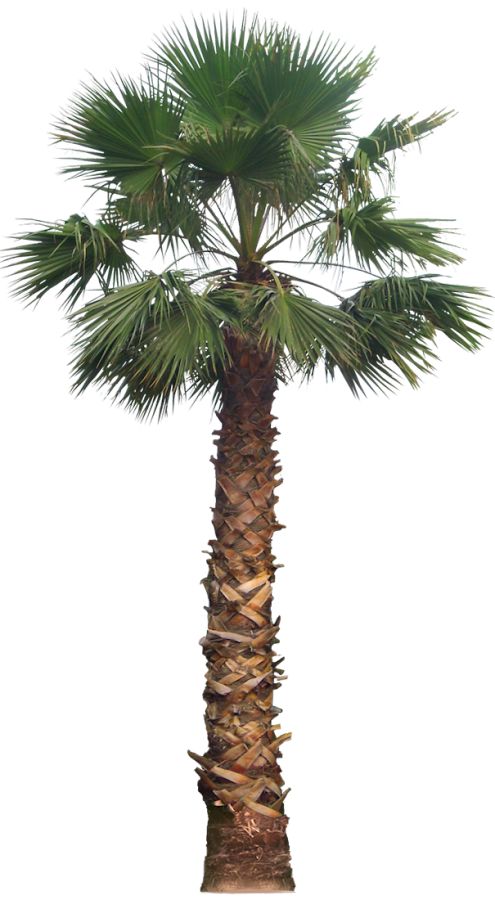 495x900 A Collection Of Tropical - Palm Tree Drawing Png