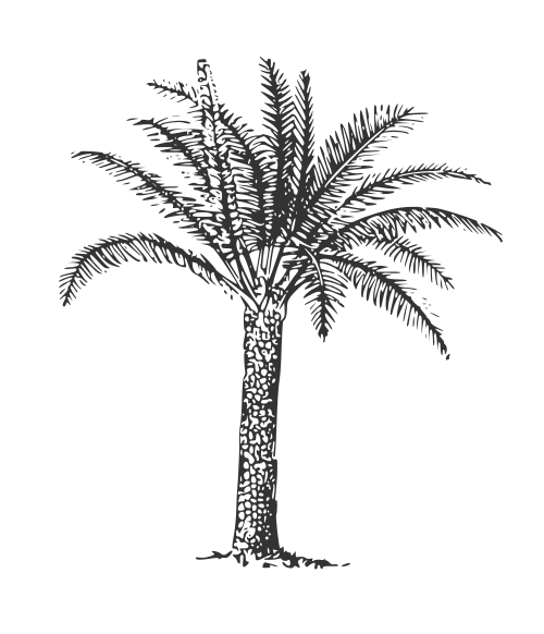 Palm Tree Drawing Png at PaintingValley.com | Explore collection of ...