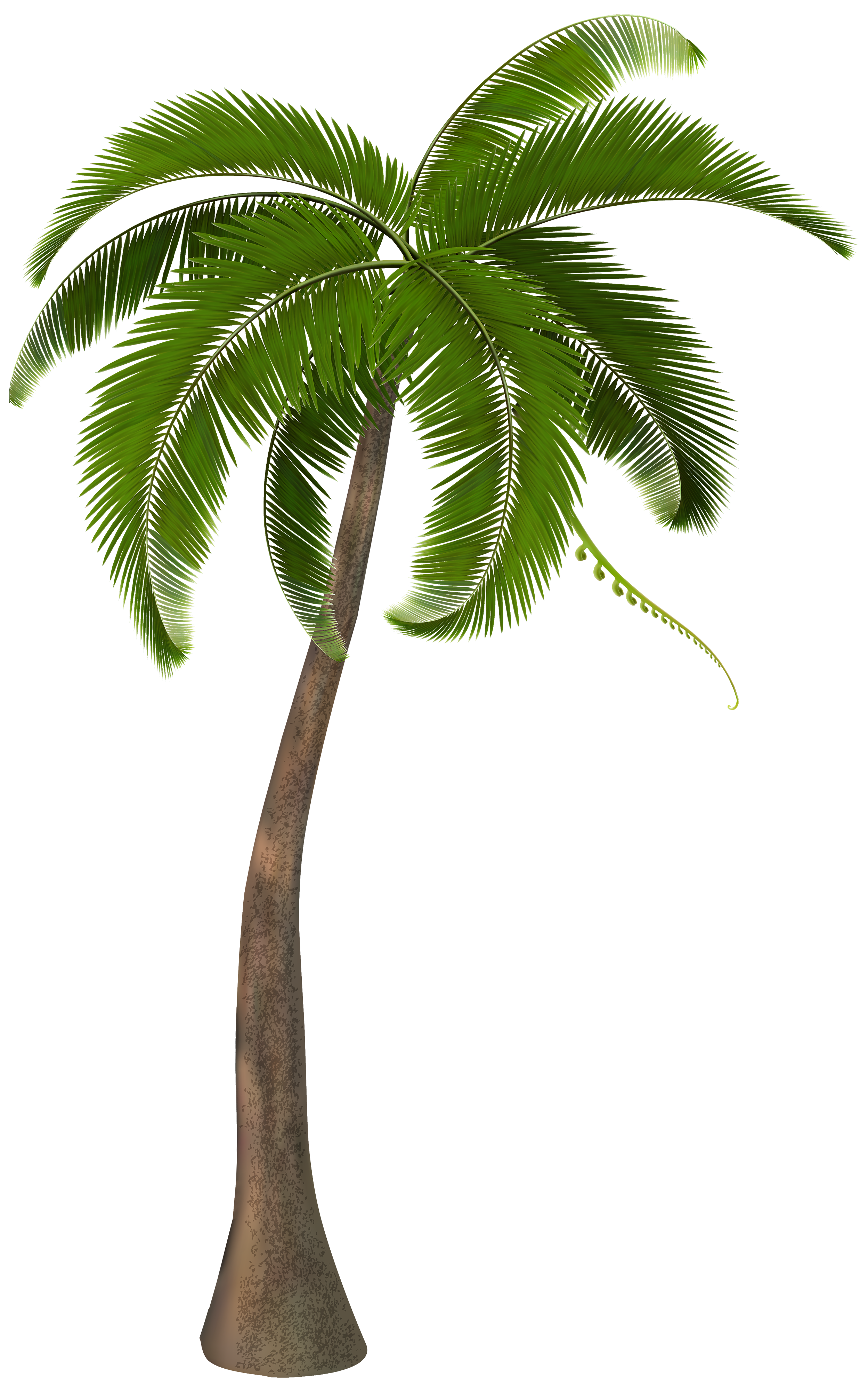 2497x4000 Palm Tree Image Black And White Stock Png - Palm Tree Drawing Png