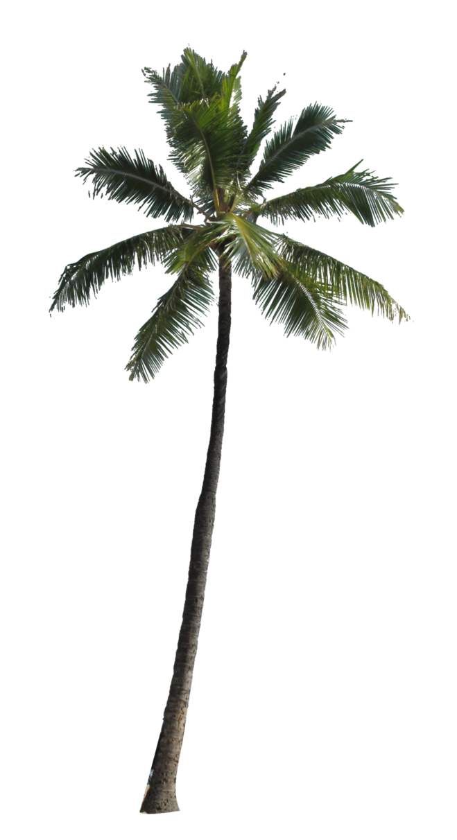659x1212 palm trees palm tree png, palm tree images - Palm Tree Drawing Png